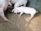 ඌරු පැටවුන් - Piglets