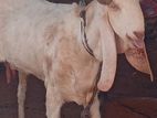 Jamunapari Goats
