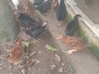 V Illage Chick
