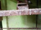 Finches Birds