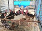 Chicken