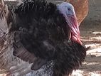 வாண் கோழி