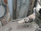 Farm Chicken