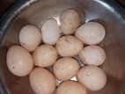 Laying Hen Eggs