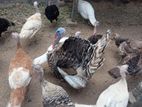 Farm Chicks