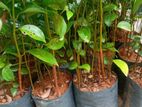 වාර සිටුවන ලොකු කුරුදු පැළ