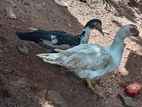 Farm Ducks