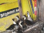 வாத்து குஞ்சுகள்