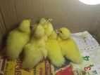 Ducks