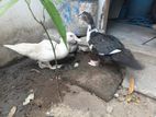 வாத்துகள்