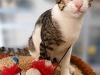 Cat for Kind Home