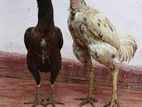 Rooster