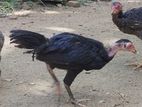 Vaduha chicks