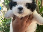 Shih Tzu Puppies