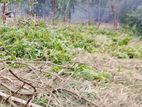 වැලිමඩ නගරයට ආසන්න ඉඩමක් ඇත
