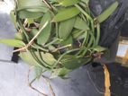 වැනිලා