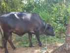 Farm Cow