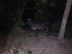 Farm Cow