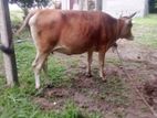 Farm Cow