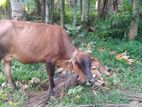 වැස්සි පැටවා