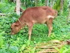 වැස්සියන්