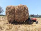 Straw