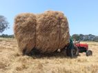 Vaikkal (Straw)