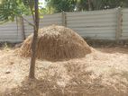 வைக்கோல் விற்பனைக்கு உண்டு