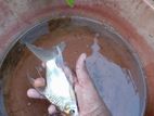 Veil Tail Tinfoil Barb