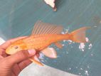 Vailtail Carp Fish