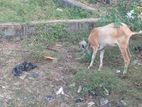 Farm Goat
