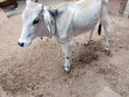 Valarpu madu , 2 years old male