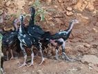 Velladiyan Rooster