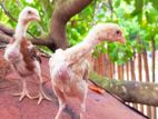 Velladiyan Rooster