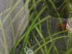 Vallisneria Hydrilla for Fish Tanks