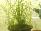 Vallisneria Nana
