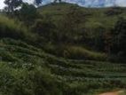 Valuable 10 Acre Property for Sale – Idalgashinna Border Area