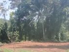 Valuable 16 P Land for Sale in Halpita Polgasowita