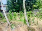 Valuable 20 Perches Land for Sale in Horana.