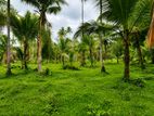 Valuable 5 Acres Land for Sale in Katana.