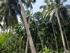 Valuable 504 P Agree Culture Land For Sale Matara Beliatta