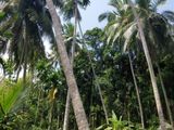 Valuable 504 P Agree Culture Land For Sale Matara Beliatta