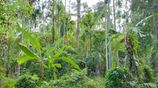 Valuable 504 P Agriculture Land with House for Sale in Matara Beliatta