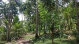 Valuable 504 P Agriculture Land with House for Sale in Matara Beliatta