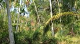 Valuable 504 P Agriculture Land with House for Sale in Matara Beliatta