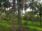 VALUABLE 7 ACERS COCONUT LAND FOR SALE KULIYAPITIYA TI2133