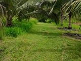 Valuable Coconut Estate for Sale - Galgamuwa