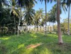 Valuable Coconut Land for Sale Chilaw