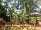 valuable coconut state