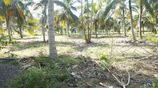 VALUABLE FARM / PIGGERY COCONUT ESTATE FOR SALE